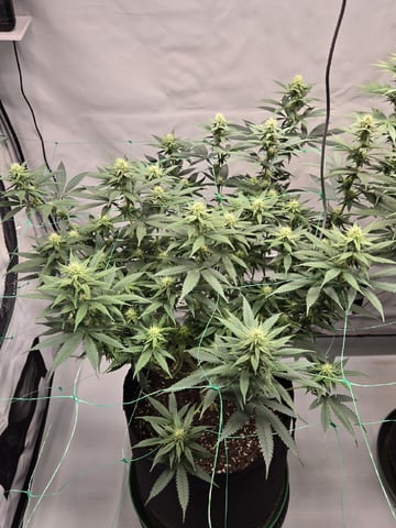 Zoap & Mimosa x OrangePunch — flower, day 92