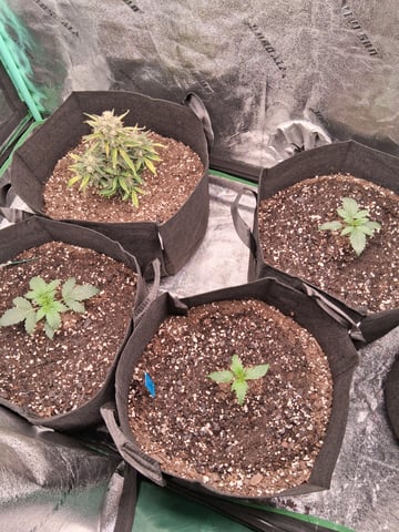 Lemon Cherry Cookies, Purple Haze and Strawberry Gorilla Grows — vegetative, day 42