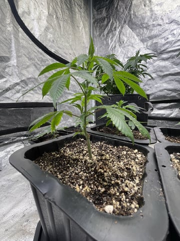 Clones Fat Bastard Clones  — vegetative, day 27