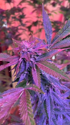 garden — flower, day 1