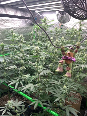 Papaya Frosting  — flower, day 91