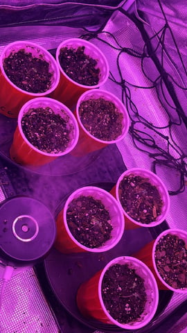New Photos  — seedling_rooting, day 5