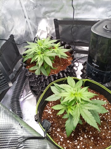 first tent grow — vegetative, day 18