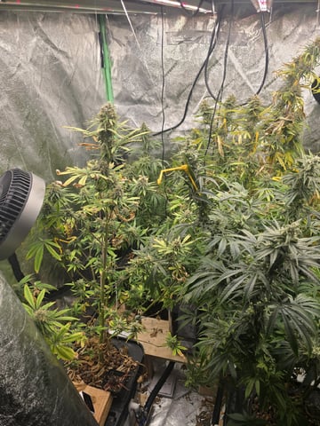 Growing — flower, day 120