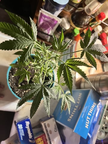 White Widow Auto — flower, day 59