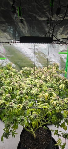 Attack Of The Clones — flower, day 84