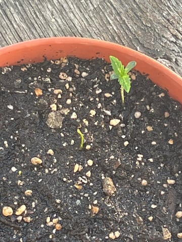 project 1  — germination, day 1