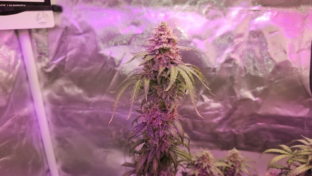 first grow adventure  — flower, day 86