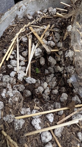 mephistO'z 2.0 — seedling_rooting, day 1