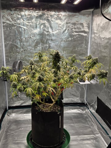 2nd Grow 3x5 tent — flower, day 128