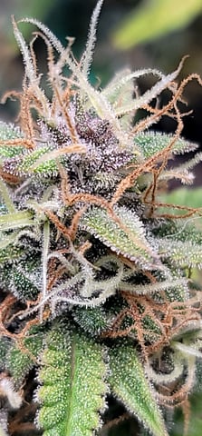 Number Two.  Lola — flower, day 87