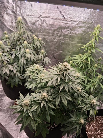 Lemon Cherry Cookies, Purple Haze and Strawberry Gorilla Grows — flower, day 74