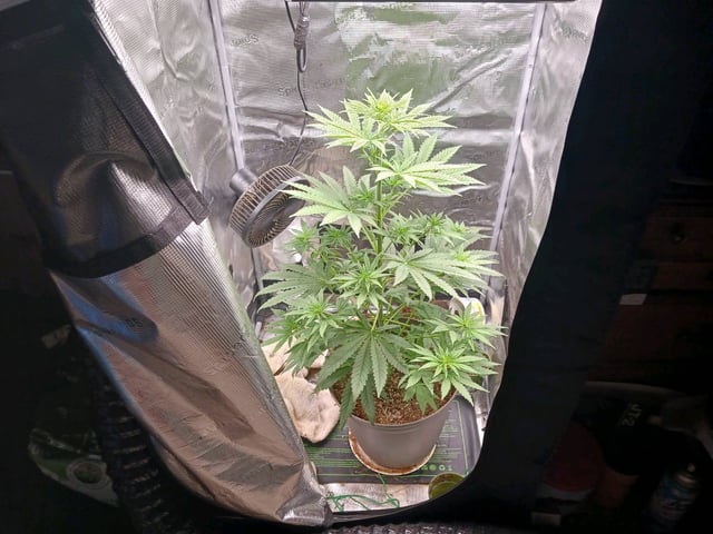 4th grow  — flower, day 162