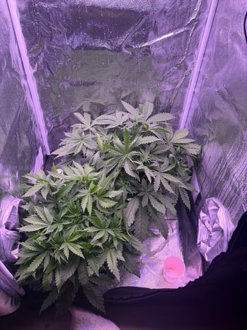 Cookies Haze — vegetative, day 38