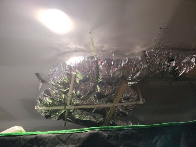 Maui wowie  — vegetative, day 27