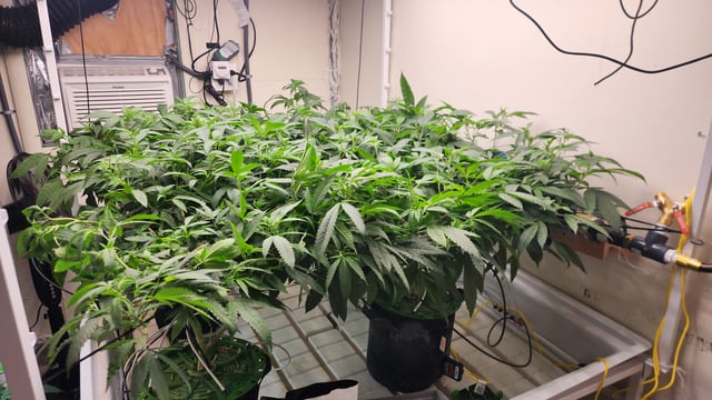 DNA Genetics Kosher Cookies rockwool run round 2 — vegetative, day 42