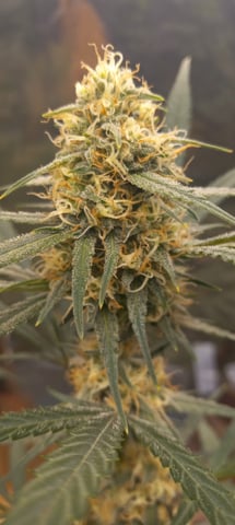 Piney — flower, day 28