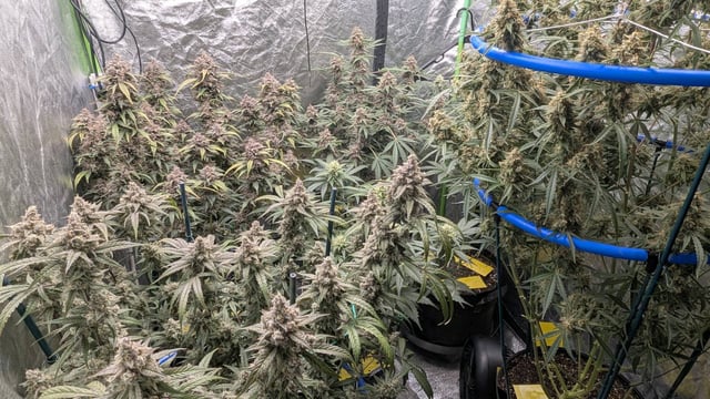 Mixed Grow — flower, day 94