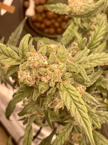 Autos and sour diesel! — flower, day 131