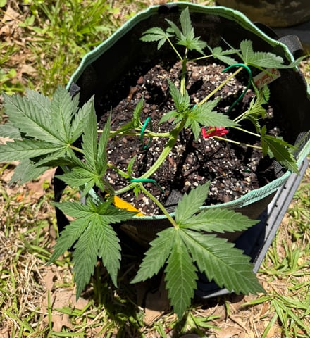 Indoor & Outdoor Grow 6 — vegetative, day 15