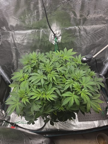 Super Skunk Auto  — grow_setup, day 3