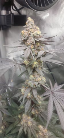 First clones (Dr nefario)  — flower, day 84