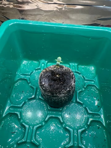 grow 2 — germination, day 6