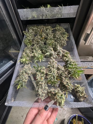 Hippo High #2 — harvest, day 9