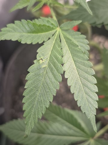 Grow 1 2026 Dream Widow — vegetative, day 68
