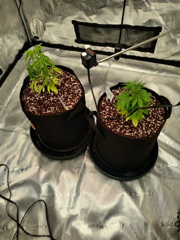 Photo Time📸🕞 — vegetative, day 35