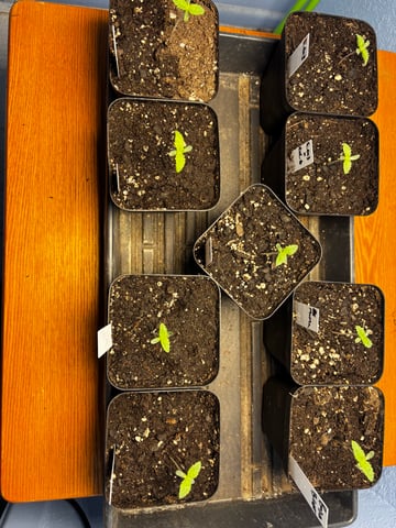 Mixed Freebies — seedling_rooting, day 8