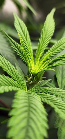 First clones (Dr nefario)  — flower, day 38