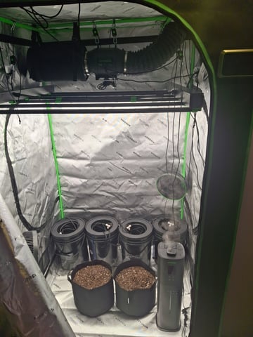Do Si Dos -Cookies — grow_setup, day 1