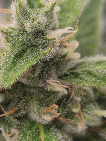 Kalini Asia Auto  — flower, day 84