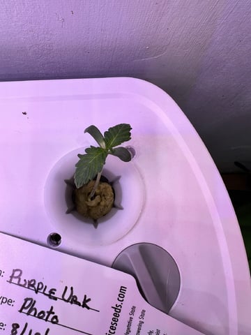 Inside Mother Plants — seedling_rooting, day 12