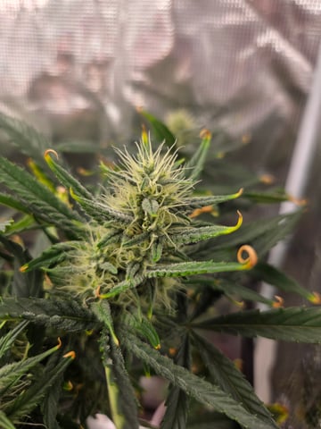 Experiment Time — flower, day 60