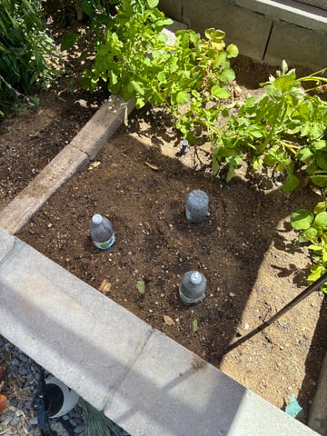 2 Mystery And Special Queen One Auto  — grow_setup, day 2