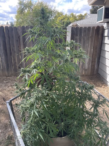  Apollo outdoor — flower, day 61