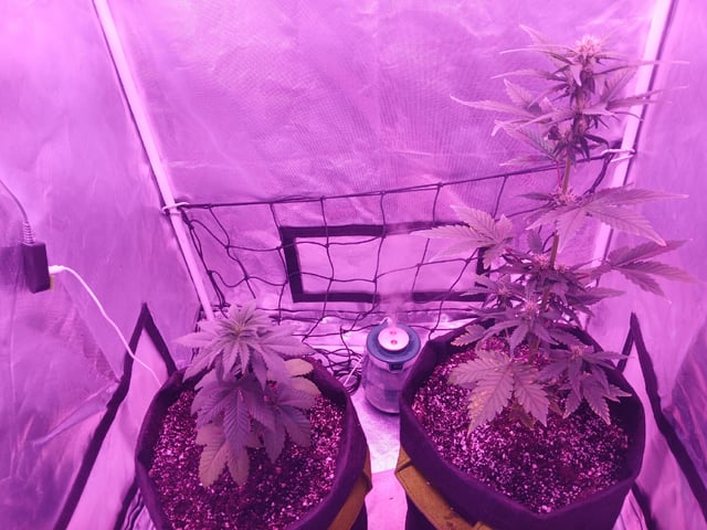 CountryG  — seedling_rooting, day 37