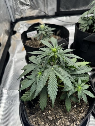 SSH and BD — flower, day 32