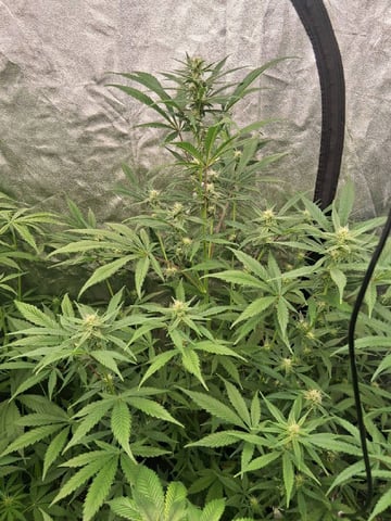 first auto grow — flower, day 58