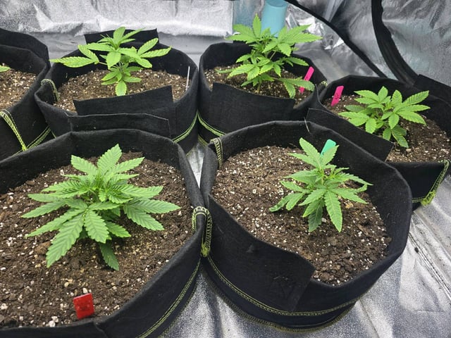 3rd Auto Grow — vegetative, day 40
