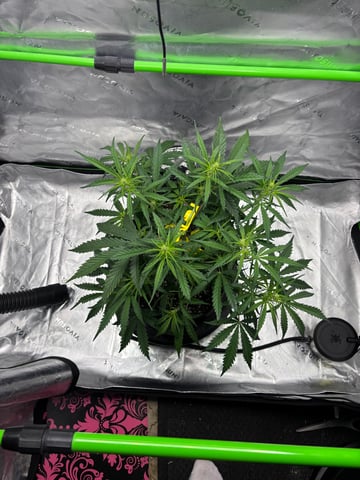 Fall 2025 Grow — vegetative, day 34