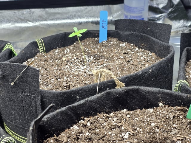 Autos AGAIN — germination, day 7
