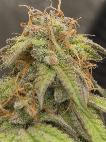 Kalini Asia Auto  — flower, day 61