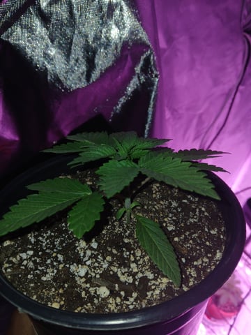 CountryG  — seedling_rooting, day 23