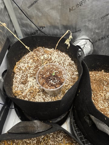3 More — seedling_rooting, day 1