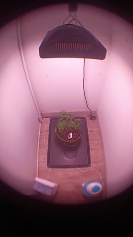FKAFL — vegetative, day 10
