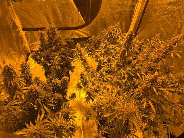 2nd Autoflower Indoor Grow — flower, day 104