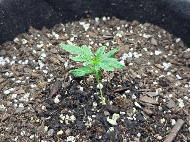 3rd Auto Grow — seedling_rooting, day 30
